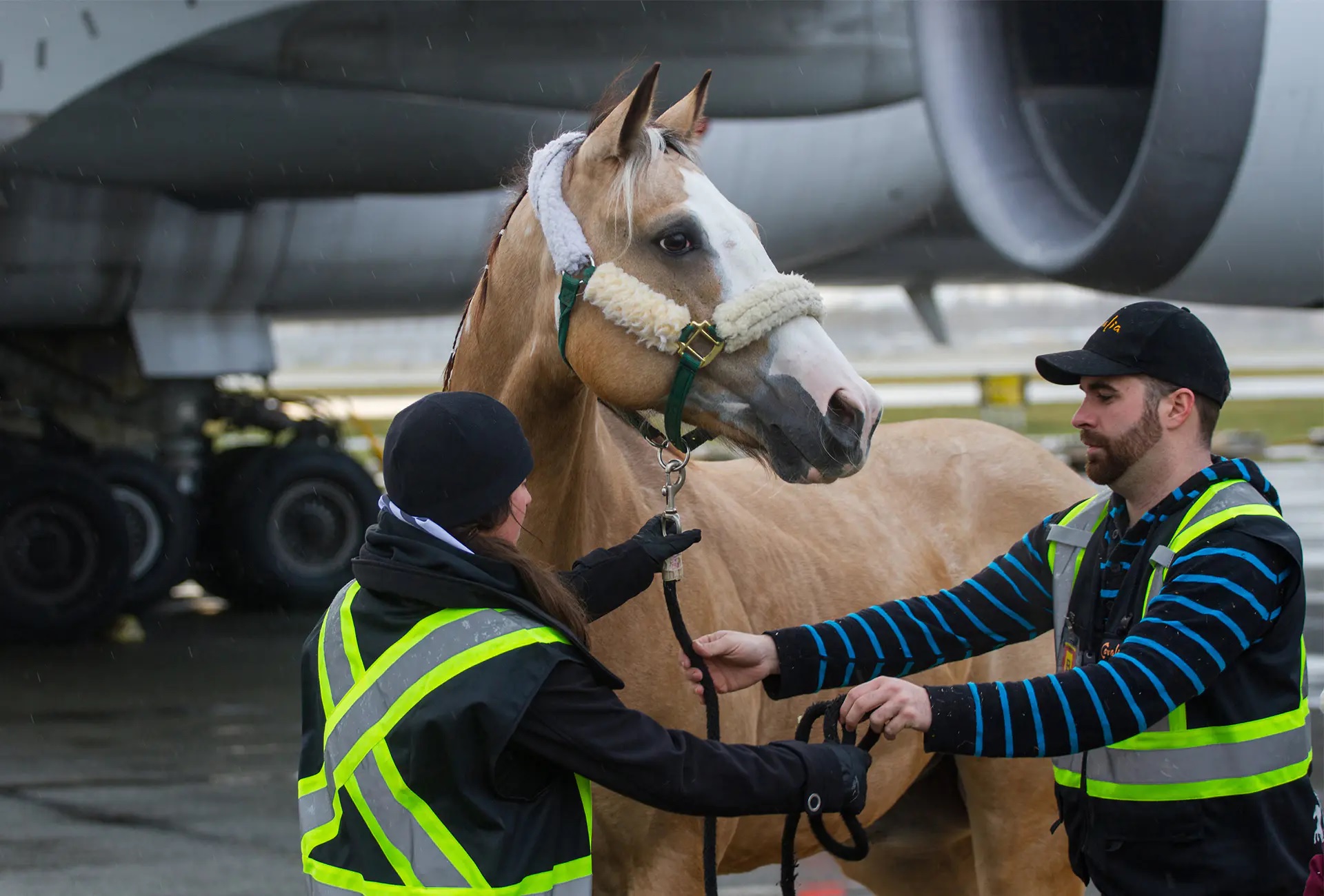Animal Transport